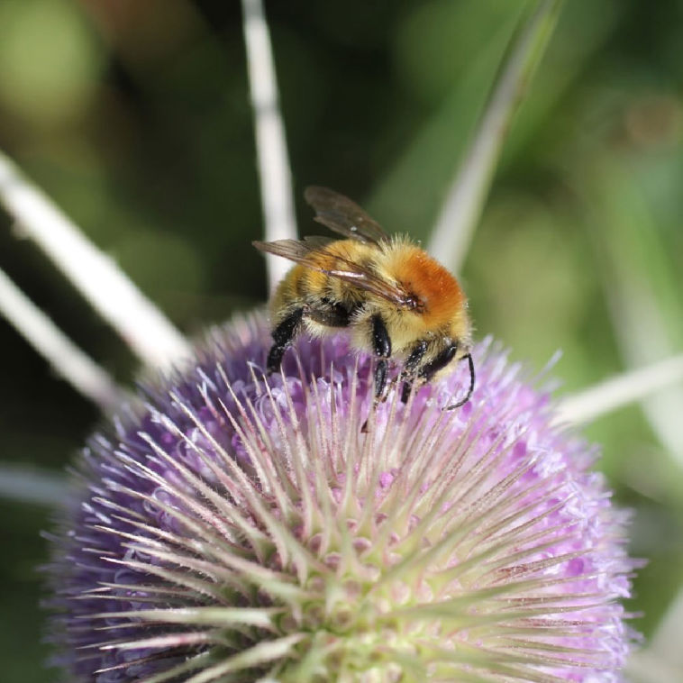 Common carder bee