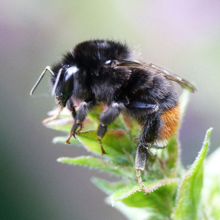 Red-tailed bumblebee
